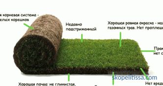 Trawa trawiasta w rolkach, ceny za zwiniętą trawę, którą trawa trawiasta kupić w Moskwie