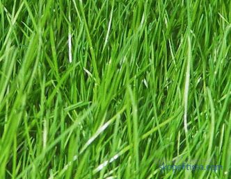 Trawniki „Canada Green”: osobliwości Green Lawn Canada