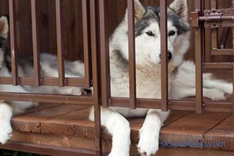 Woliera dla husky: jak zrobić i gdzie zainstalować